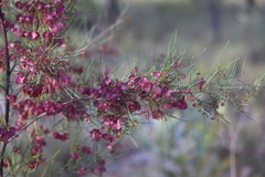 Dodonaea filifolia