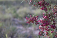 Dodonaea filifolia