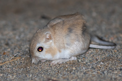 Dipodomys deserti