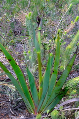 Macropidia fuliginosa