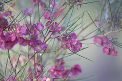 Dodonaea filifolia