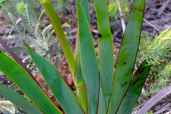 Macropidia fuliginosa