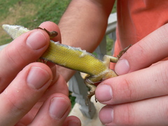 Trachylepis thomensis