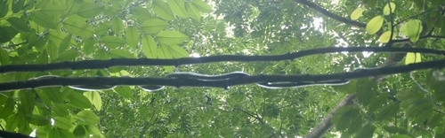 Celebes Black-Tailed Ratsnake