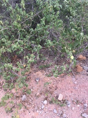 Gossypium davidsonii