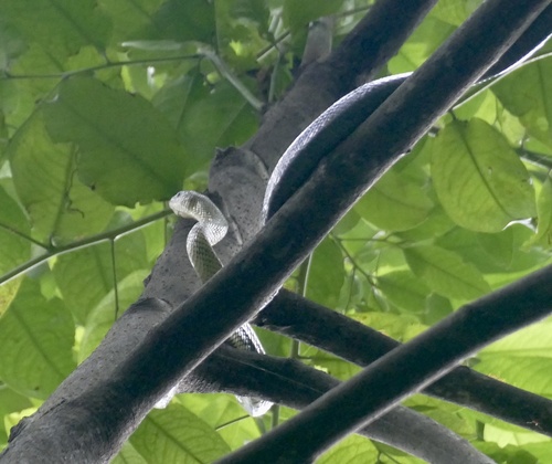 Celebes Black-Tailed Ratsnake