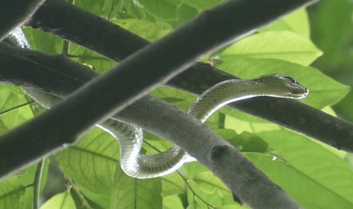 Celebes Black-Tailed Ratsnake