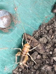 Ceuthophilus californianus