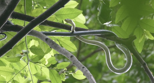 Celebes Black-Tailed Ratsnake