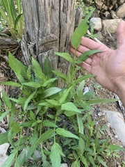 Angelica kingii