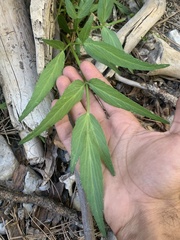 Angelica kingii