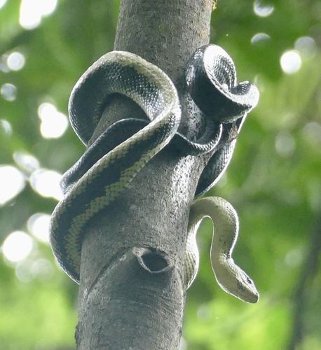Celebes Black-Tailed Ratsnake