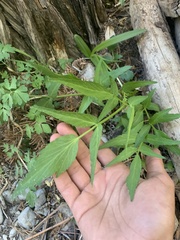 Angelica kingii