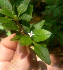 Spermacoce latifolia