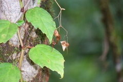 Begonia glabra