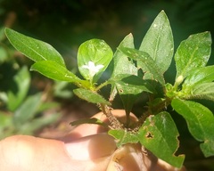 Spermacoce latifolia