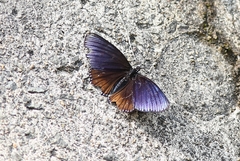 Euripus nyctelius