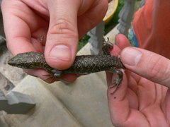 Trachylepis thomensis