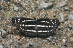 Neptis nata