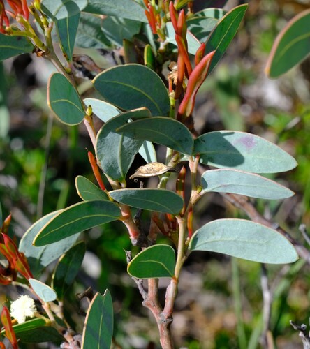 Acacia clydonophora (Acacia clydonophora)