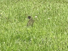 Platycercus caledonicus