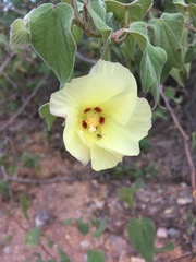 Gossypium davidsonii