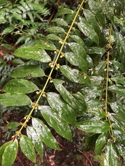Lasianthus micranthus