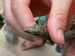 Trachylepis thomensis