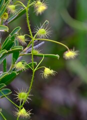 Drosera macrantha