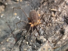 Octobunus singularis