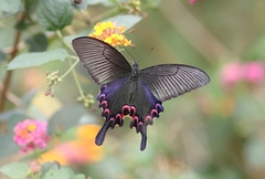 Papilio bianor
