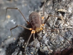 Octobunus singularis