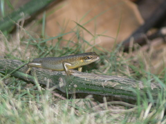 Trachylepis thomensis