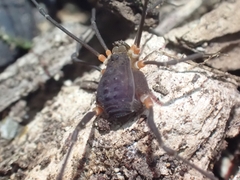 Octobunus singularis