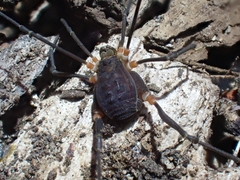 Octobunus singularis