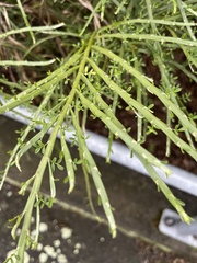 Carmichaelia australis