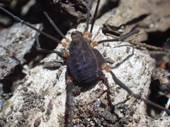 Octobunus singularis