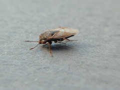 Geocoris pallens