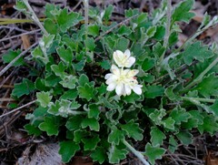 Xanthosia