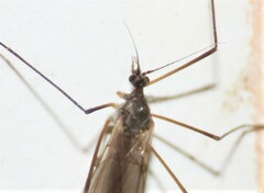 Trichocera