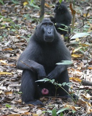 Macaca nigra