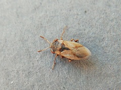 Geocoris pallens
