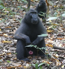 Macaca nigra