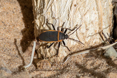 Largus californicus
