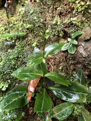 Swertia shintenensis