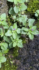 Stemodia verticillata