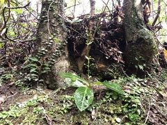 Swertia shintenensis