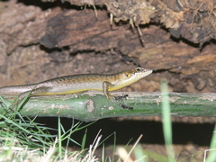 Trachylepis thomensis