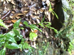 Swertia shintenensis