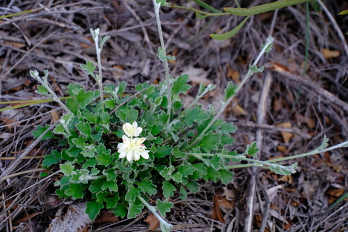 Image of Xanthosia tomentosa by (c) Peter Crowcroft, some rights reserved (CC BY)